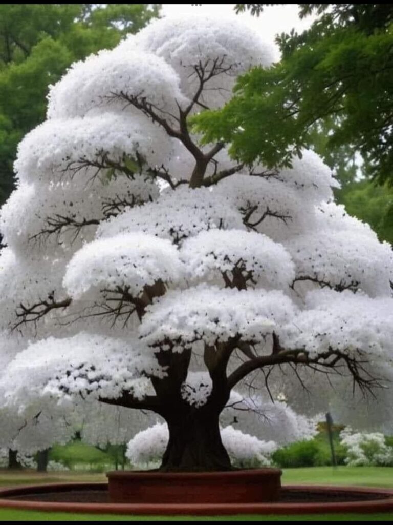 Chinese Fringe tree